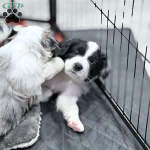 Panda, Border Collie Mix Puppy